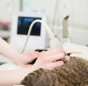 hand veterinarian performs an ultrasound examination a cat