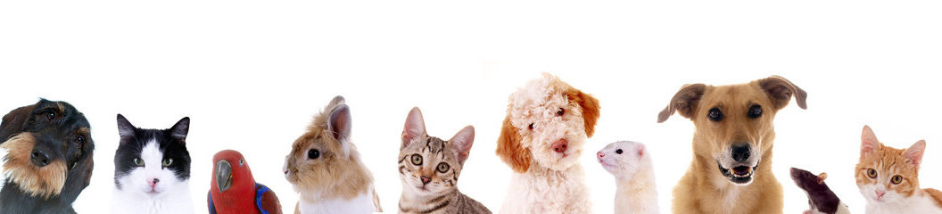 Buildingbridgesms Metastasen In Der Lunge Beim Hund Lebenserwartung