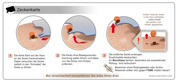 Wie Teuer Ist Eine Zeckenentfernung Beim Tierarzt Jede Zeit ist Zeckenzeit – Tierarzt-Bonn Dr. Ansgar Waldmann