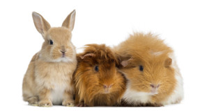 Dwarf rabbit and Guinea Pigs, isolated on white